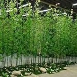 Die perfekte Kunstpflanze aus Bambus für die Gastronomie: Eine detaillierte Analyse der besten Produkte