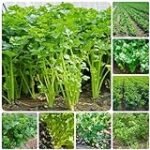 Die perfekte Ergänzung: Analyse der besten kohlrabi und sellerie Produkte für die Gastronomiebedarfsversorgung